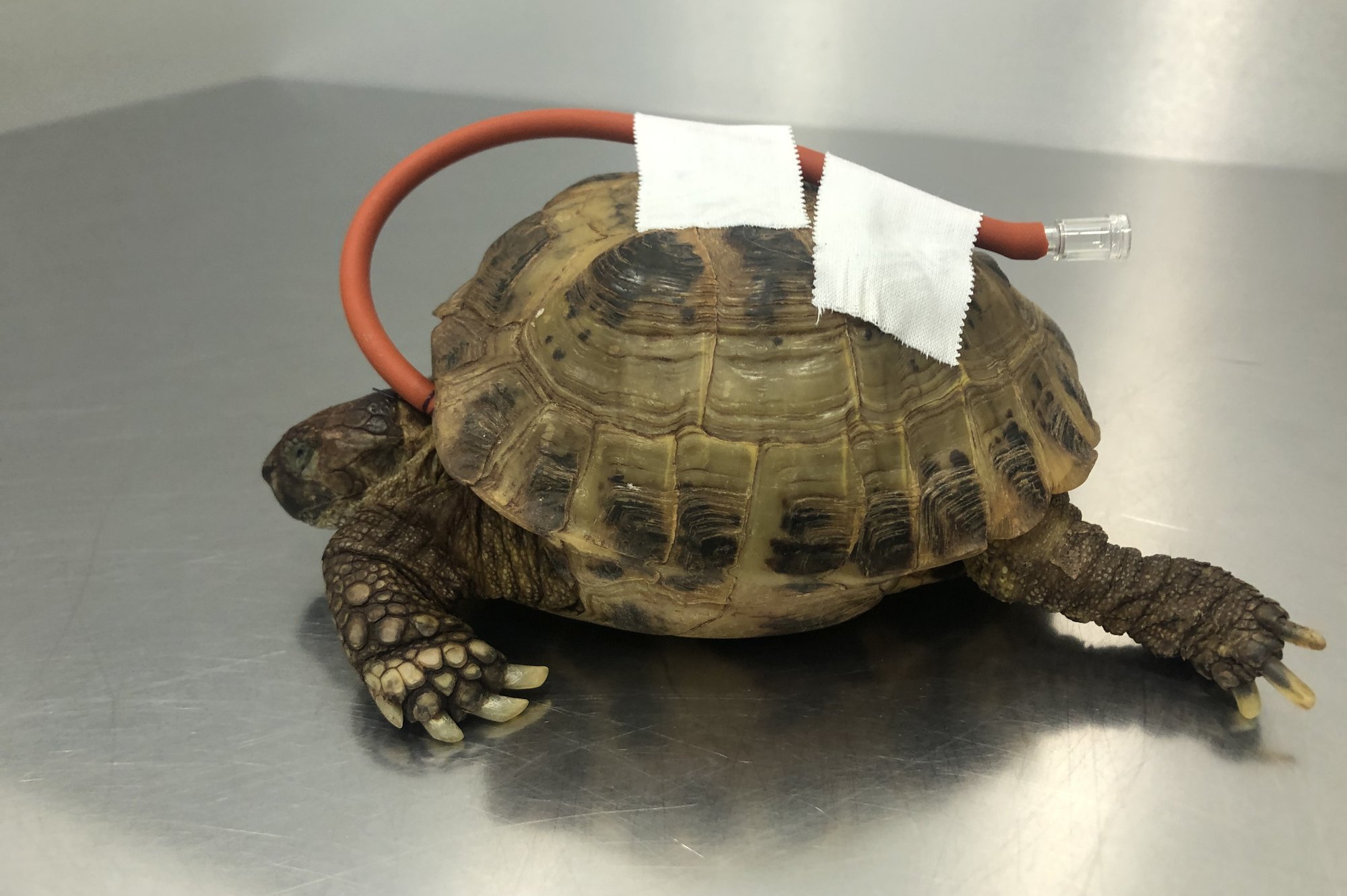 El día a día en el Centro Veterinario Mikavet de Bermeo