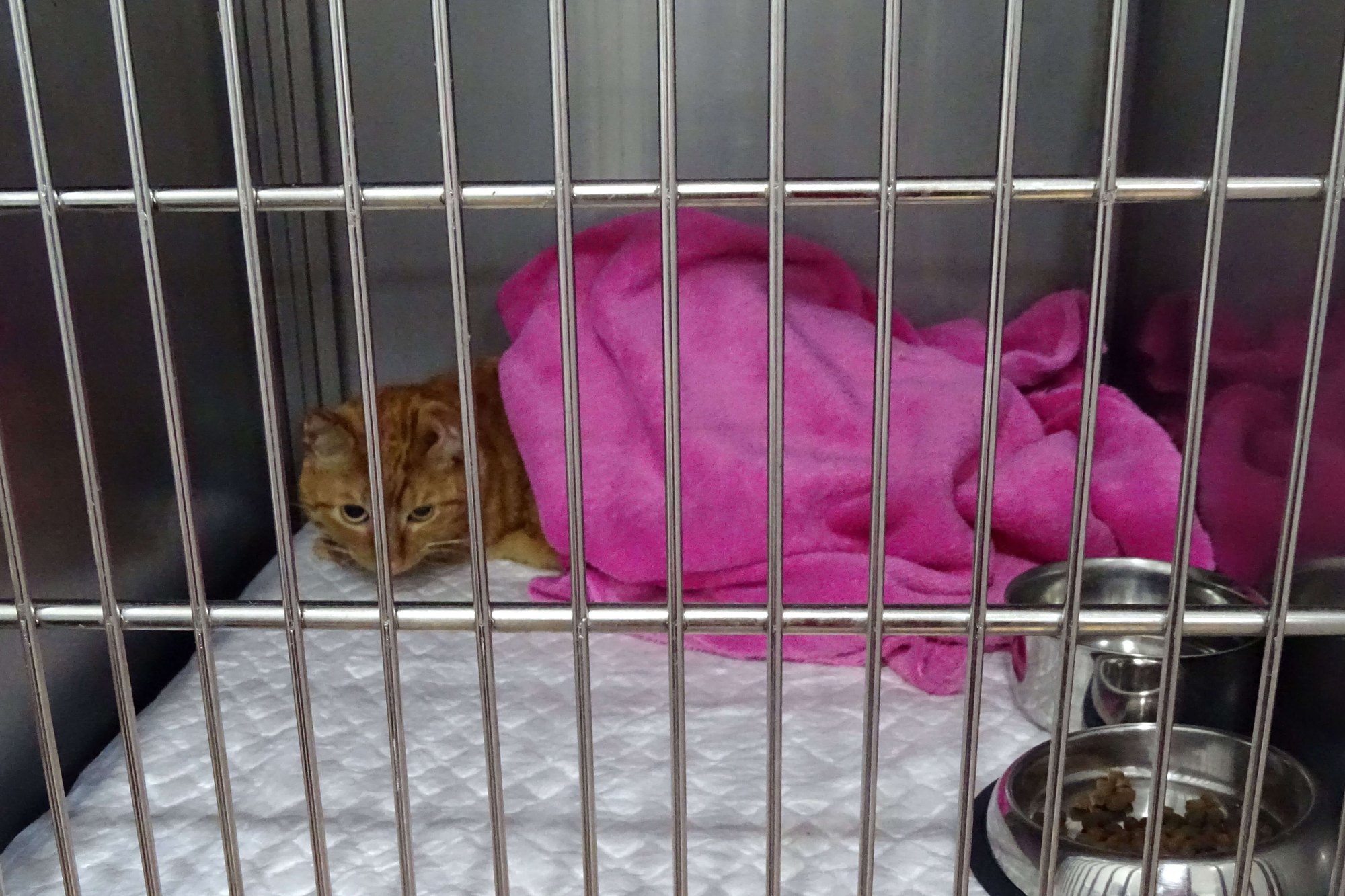 El día a día en el Centro Veterinario Mikavet de Bermeo