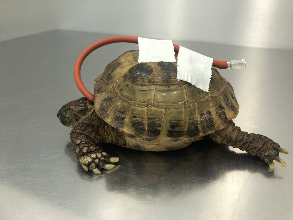 Animales exóticos y rapaces en Mikavet — Bermeo y Gernika