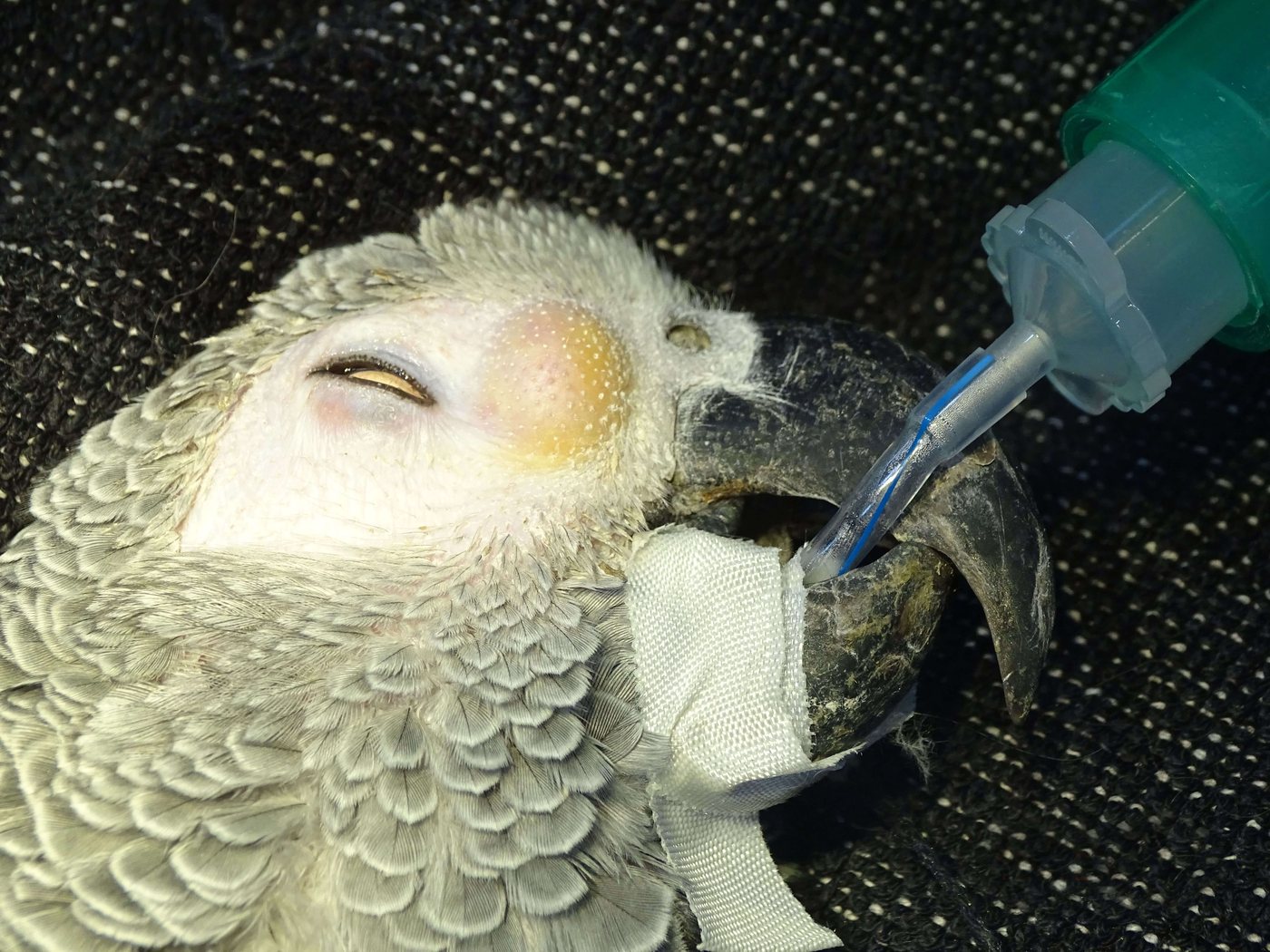 Animales exóticos y rapaces en Mikavet — Bermeo y Gernika