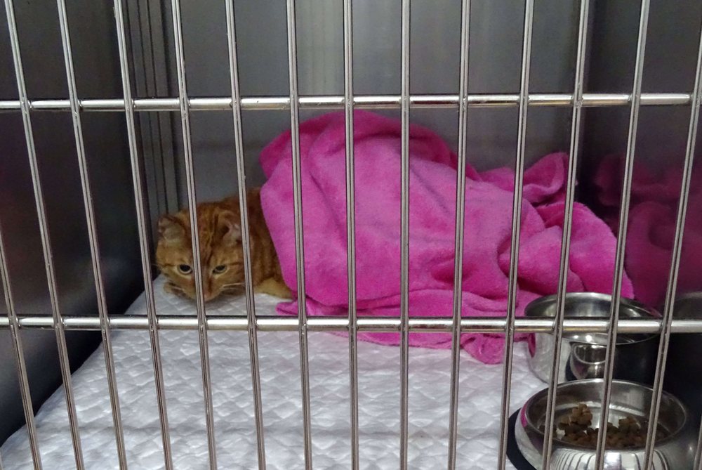 Medicina y cirugía felina en Mikavet — Bermeo y Gernika