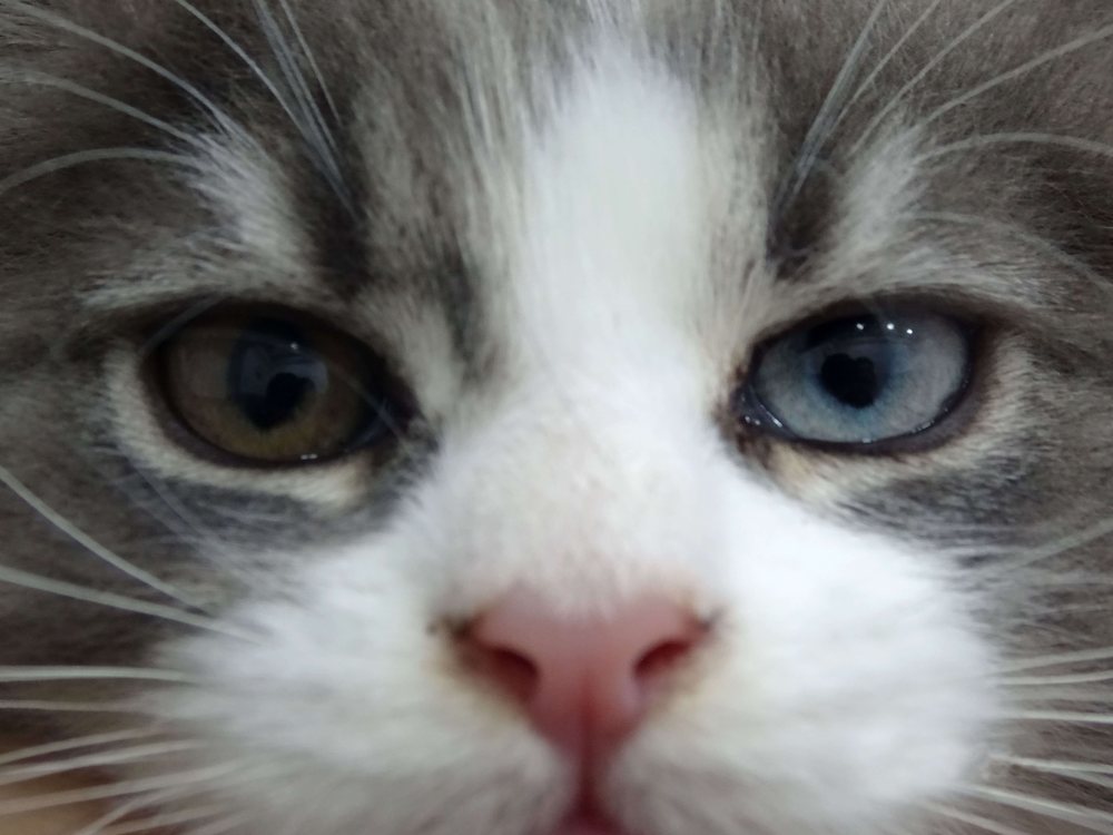 Oftalmología veterinaria en Mikavet — Bermeo y Gernika