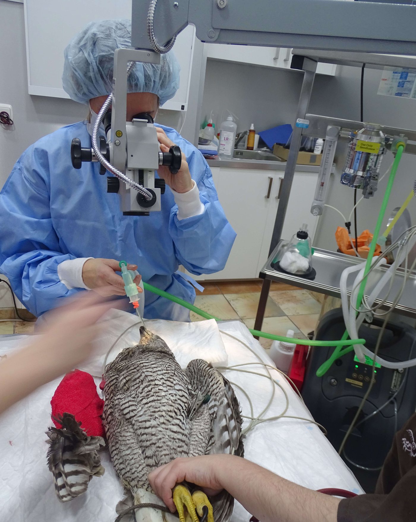 Oftalmología veterinaria en Mikavet — Bermeo y Gernika